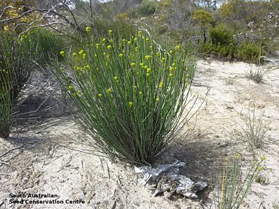 Glischrocaryon behrii plant